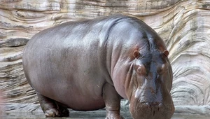 Niezwykłe znalezisko. We Włoszech odkryto hipopotama sprzed pół miliona lat