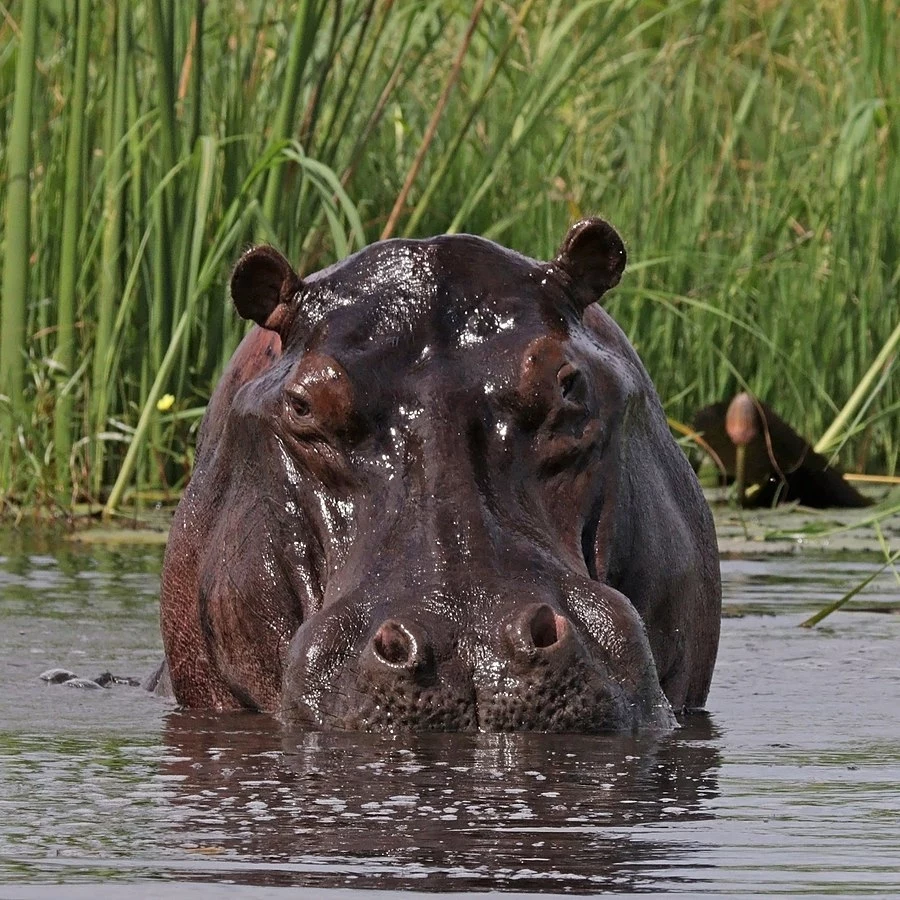 Hipopotam nilowy w rzece Linyati, Namibia