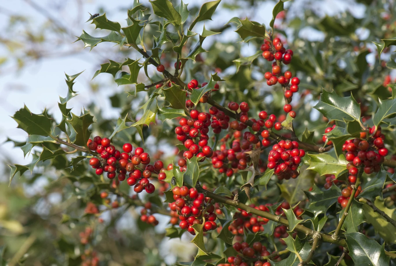 Ostrokrzew kolczasty prezentuje się naprawdę pięknie zimą Ostrokrzew kolczasty prezentuje się naprawdę pięknie zimą