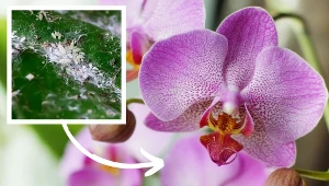 Storczyki marnieją? Winne mogą być wełnowce. Pozbędziesz się ich w ten sposób