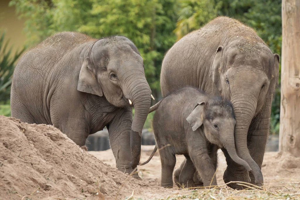 Słonie indyjskie z młodym