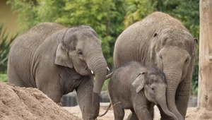 Słonie nadają sobie imiona. Głęboka prawda o łagodnych olbrzymach