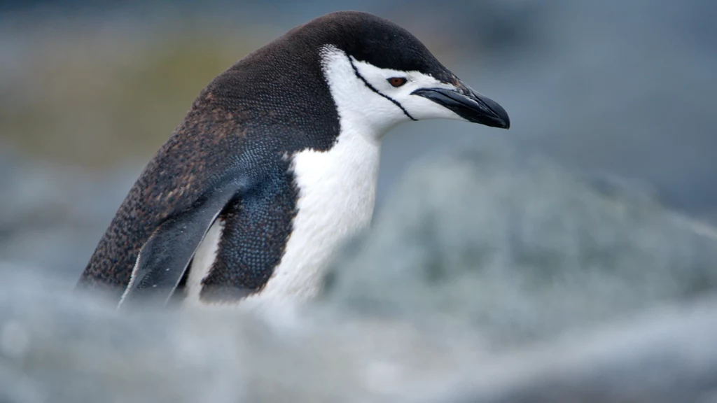 Pingwin maskowy (antarktyczny) drzemie po kilka tysięcy razy dziennie