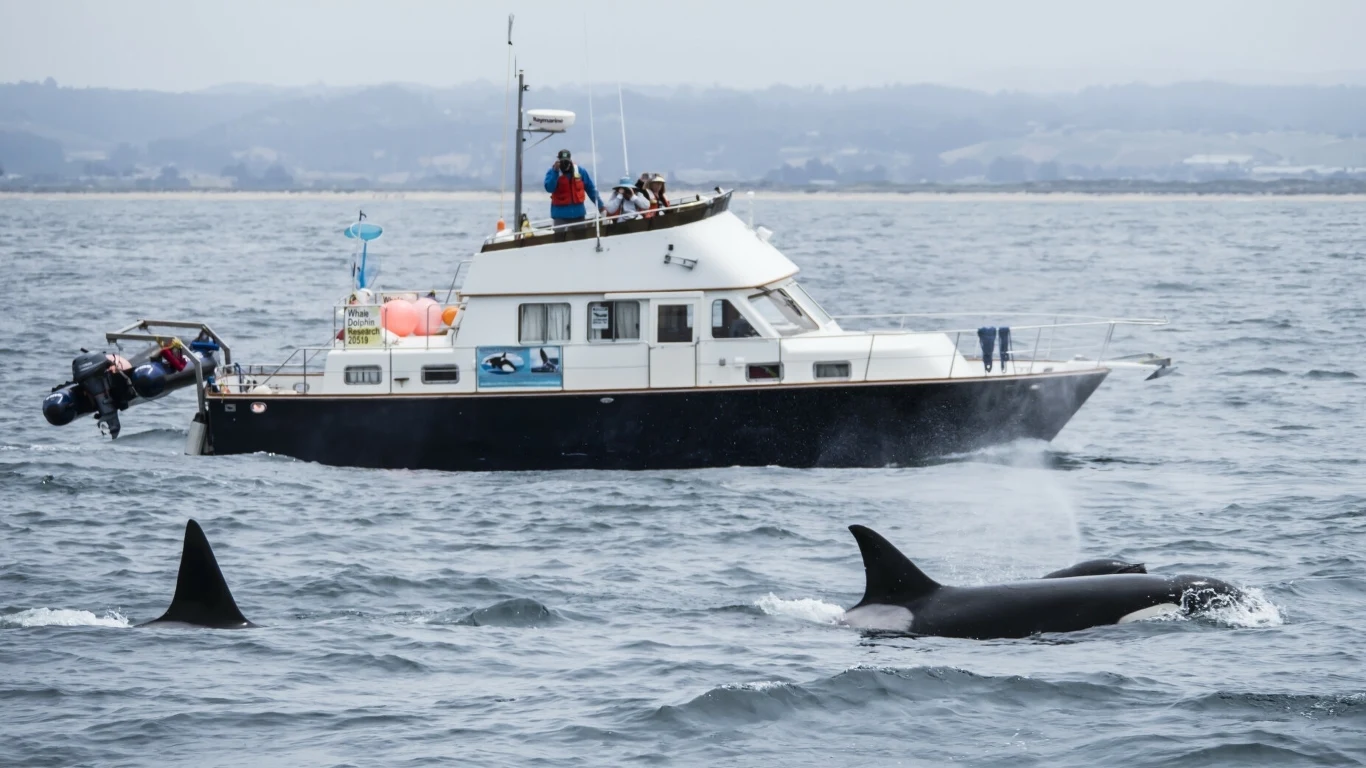 To już prawdziwa plaga. Orki uczą swoje młode jak atakować łodzie To już prawdziwa plaga. Orki uczą swoje młode jak atakować łodzie