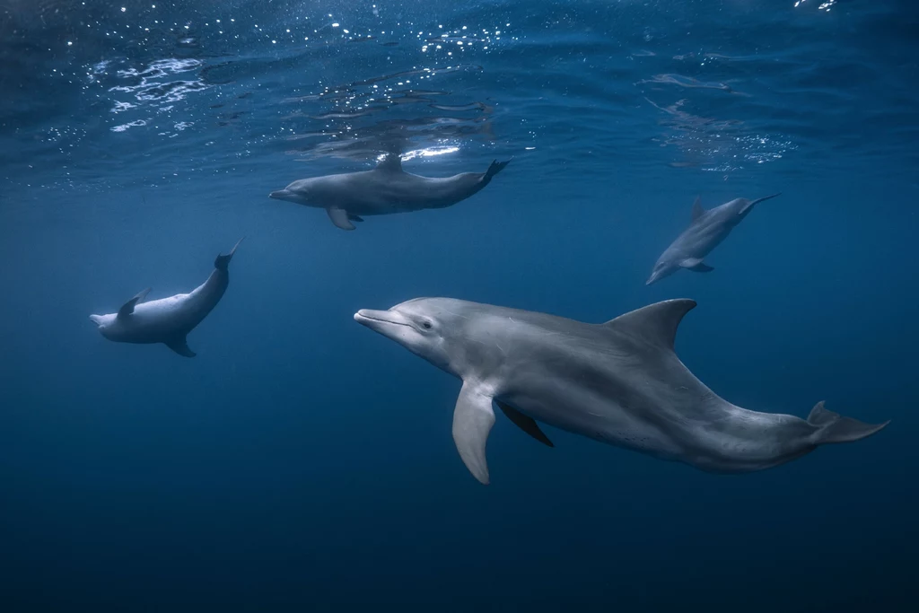 Delfin butlonosy posiada zmysł elektryczny