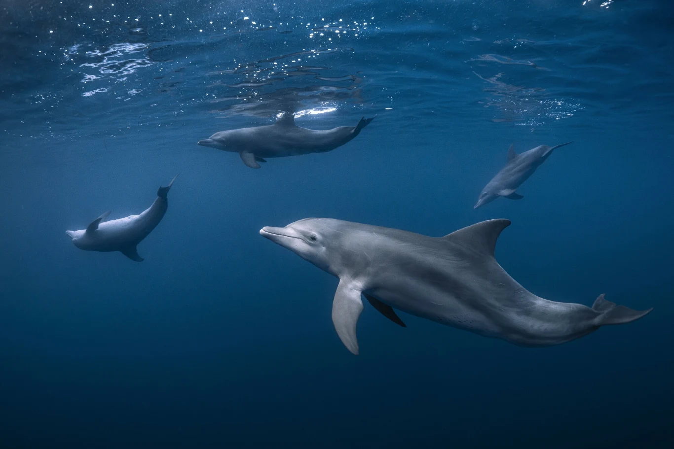 Delfin butlonosy posiada zmysł elektryczny Delfin butlonosy posiada zmysł elektryczny