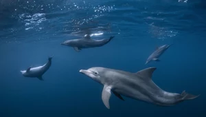 Supermoc delfinów. Mają zmysł elektryczny, o jakim nie wiedzieliśmy
