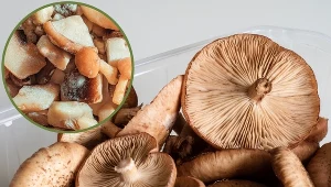 Pamiętaj o tym przed mrożeniem grzybów. Inaczej możesz się pochorować
