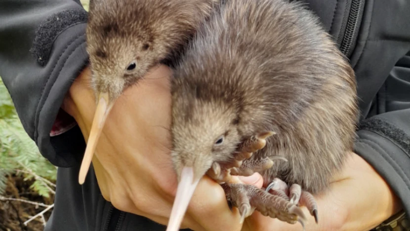 W Nowej Zelandii na świat przyszły dwa pisklęta kiwi W Nowej Zelandii na świat przyszły dwa pisklęta kiwi