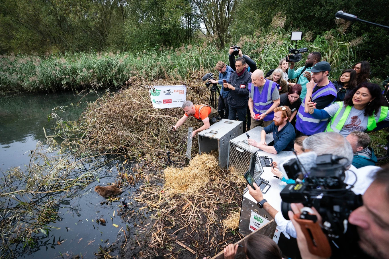 Wypuszczenie bobrów w zachodnim Londynie było wielkim wydarzeniem. Wziął w nim udział nawet burmistrz miasta Sadiq Khan