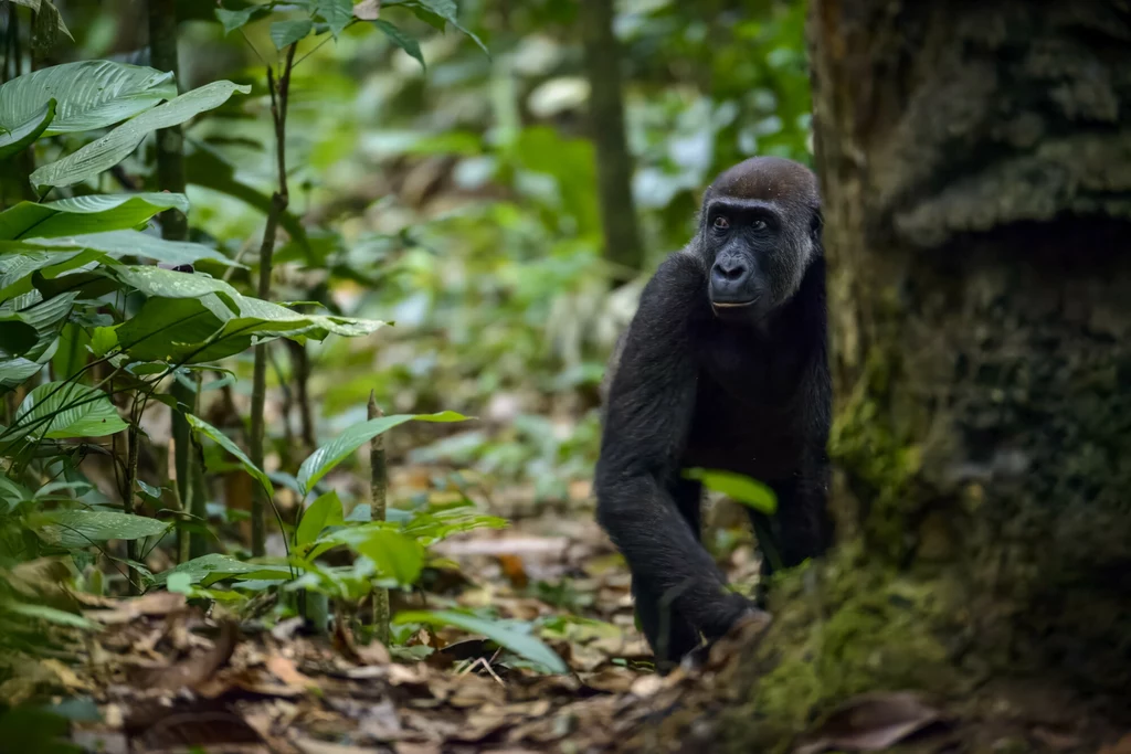 Goryl w lesie Demokratycznej Republiki Konga