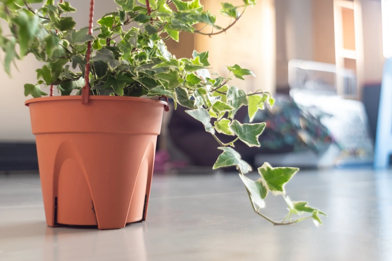 Bluszcz angielski warto uprawiać w domu nie tylko dla jego dekoracyjnych liści Bluszcz angielski warto uprawiać w domu nie tylko dla jego dekoracyjnych liści