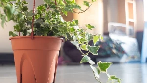 Ta roślina pochłania wilgoć jak odkurzacz. Koniecznie postaw ją w mieszkaniu