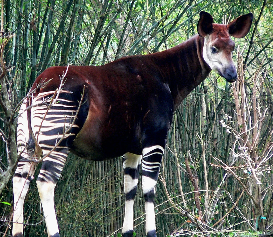 Okapi leśne