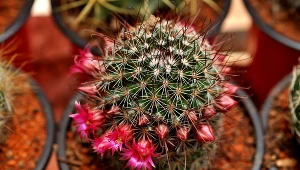 Nie wiesz kiedy podlać kaktusa? Wystarczy, że wykonasz ten prosty test