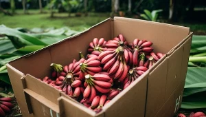 Czerwone banany - właściwości zdrowotne, wskazania i przeciwwskazania