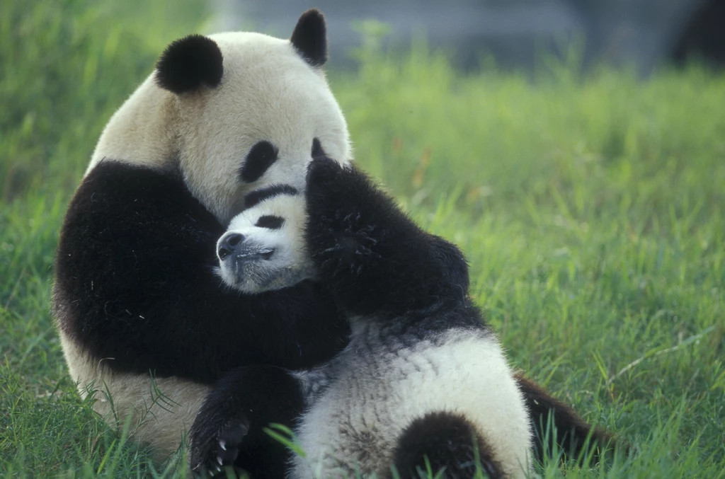 Na terenie Chin funkcjonuje 12 rezerwatów, w których mieszka ok. 67 proc. populacji pand wielkich.