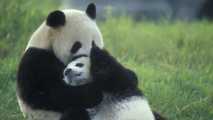 Wypożyczone pandy wielkie wracają do Chin. Czeka je bardzo długi lot