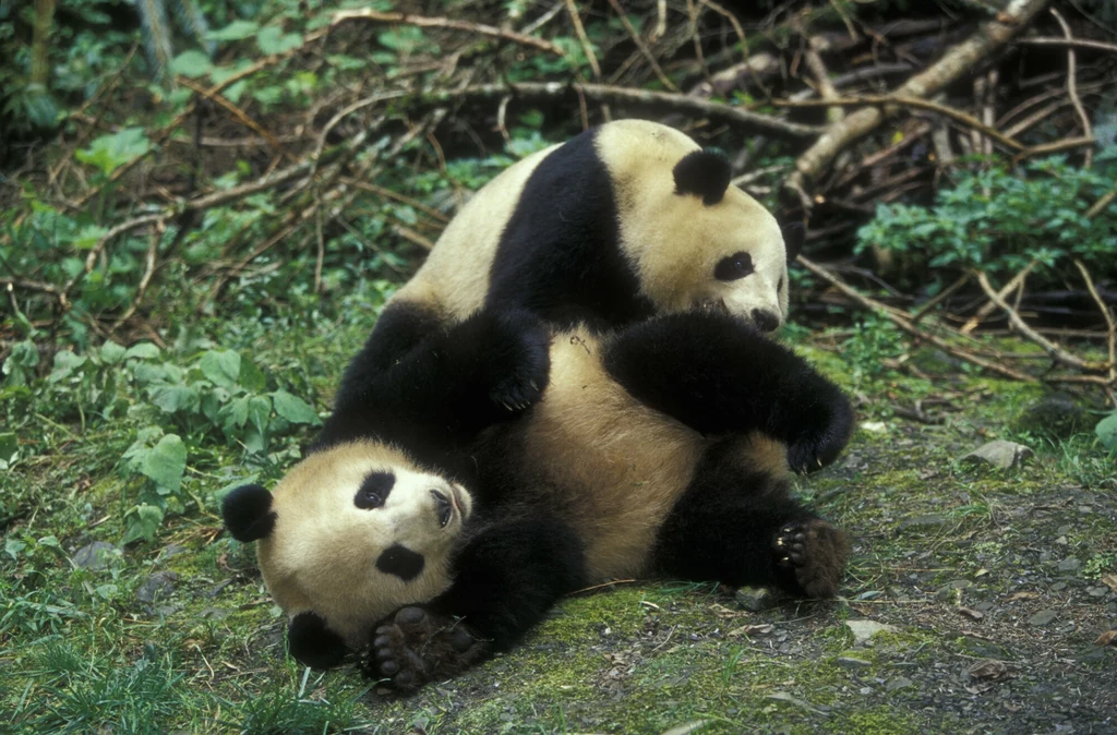 Panda wielka je do 40 kg pożywienia dziennie