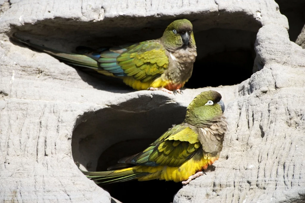 Patagonka - jedna z papug radzących sobie z chłodem