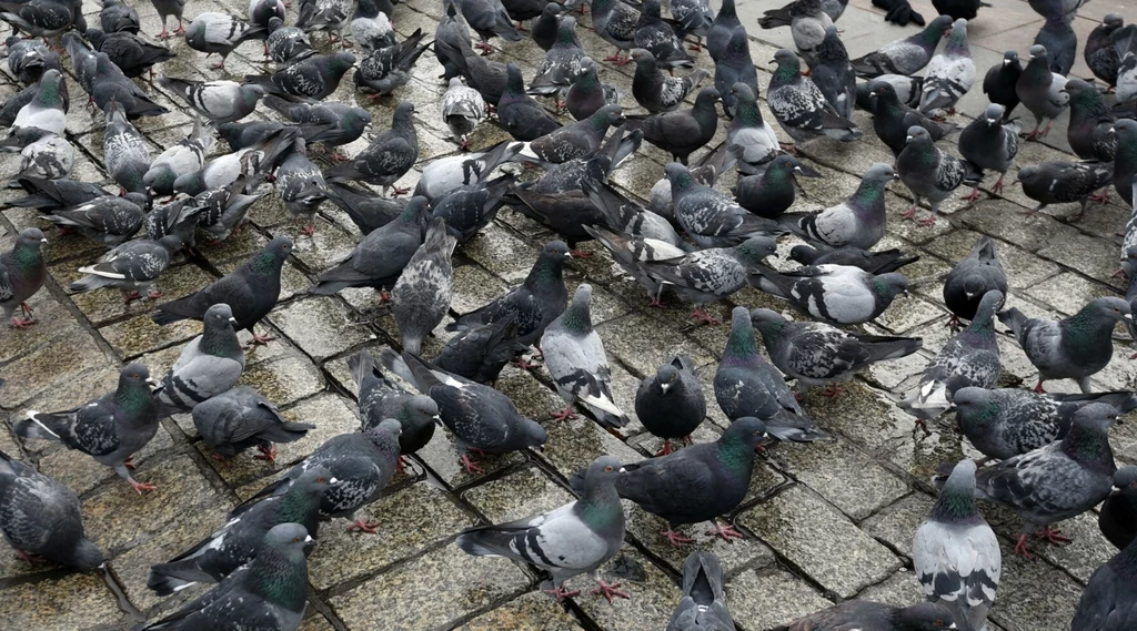 W Japonii taksówkarz, który wjechał w gołębia, został aresztowany.