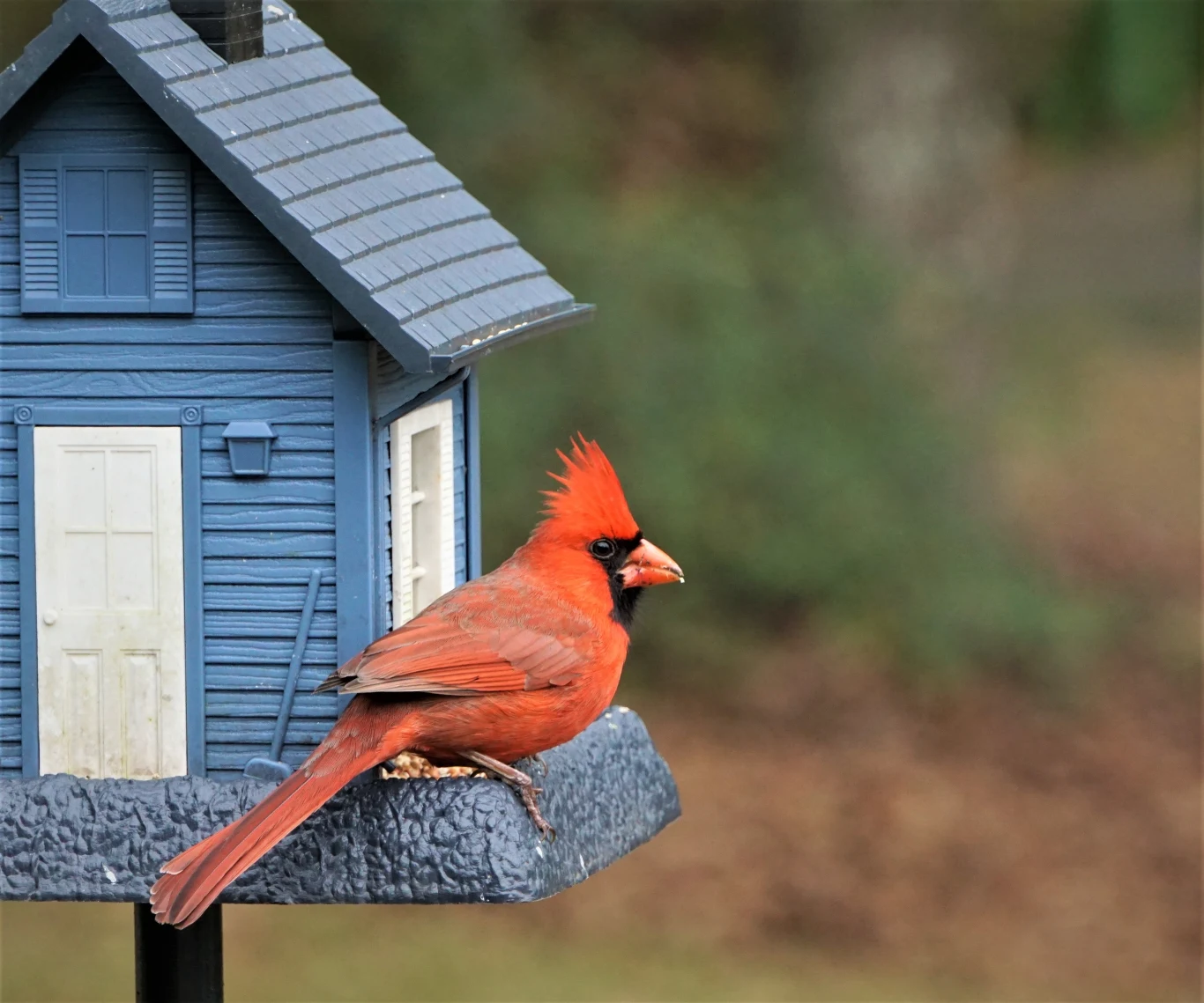 Na co zwrócić uwagę montując karmnik? Na co zwrócić uwagę montując karmnik?