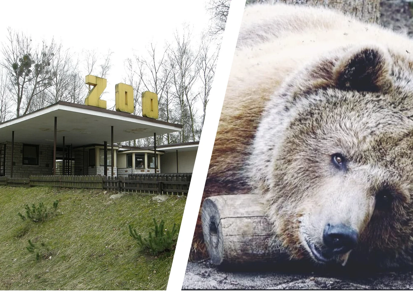 Niedźwiedź w poznańskim zoo Niedźwiedź w poznańskim zoo