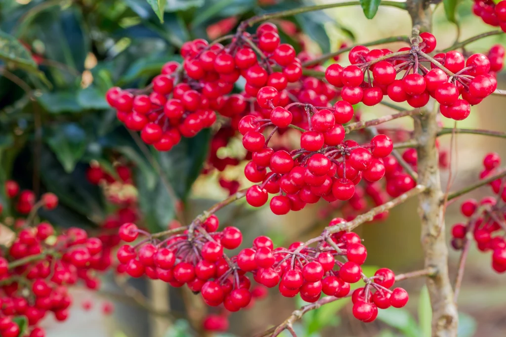 Ardisia to wspaniała roślina ozdobna z uwagi na jej czerwone jagody 