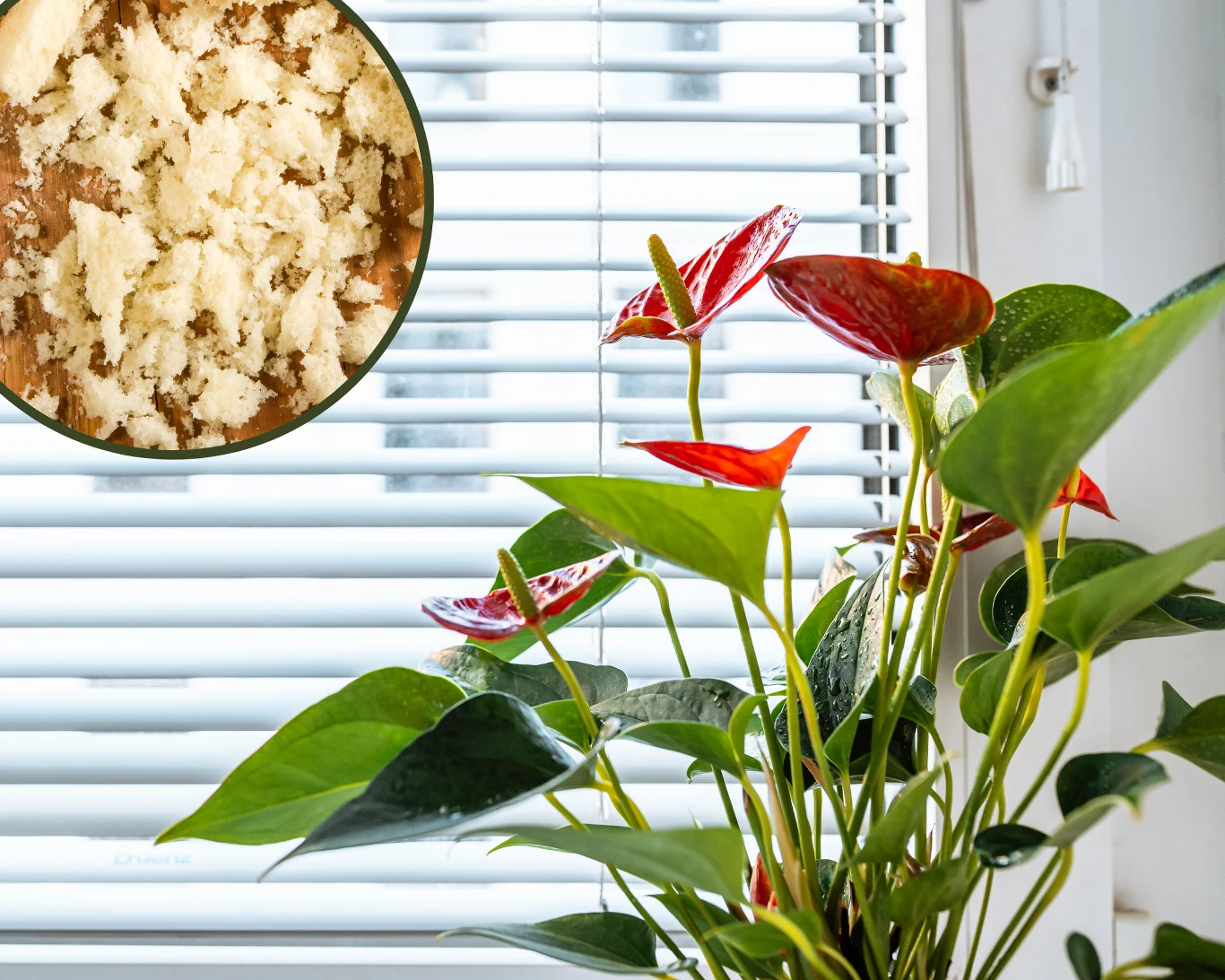 Jak przygotować domowy nawóz dla anturium? Jak przygotować domowy nawóz dla anturium?