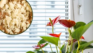 Anturium będzie kwitło przez całą zimę. Wystarczy, że zastosujesz tę domową odżywkę