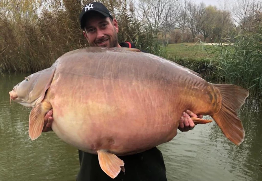 Michel Schoenmakers złowił karpia-giganta w 2018 roku w wodach Euro-Aqua na Węgrzech.