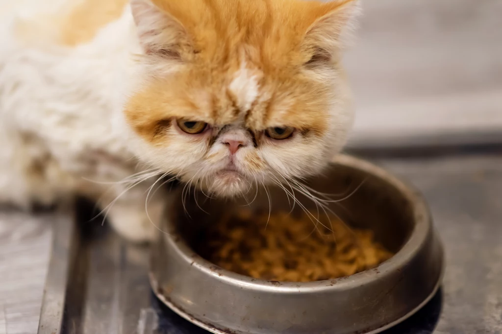 Dlaczego kotu powinniśmy serwować ciepły posiłek?