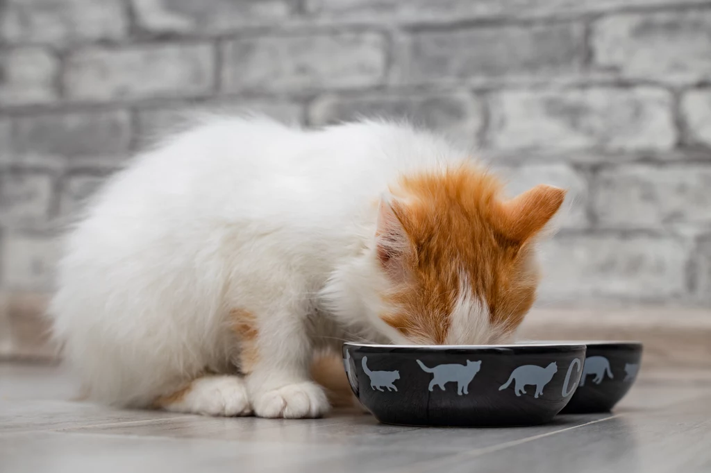Mokra karma dla kota instynktownie przypomina mu o jego naturalnym pożywieniu zdobytym podczas polowania