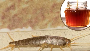 Rybiki opanowały twoją łazienkę? Pozbędziesz się ich za pomocą kartonu i produktu, który masz w kuchni