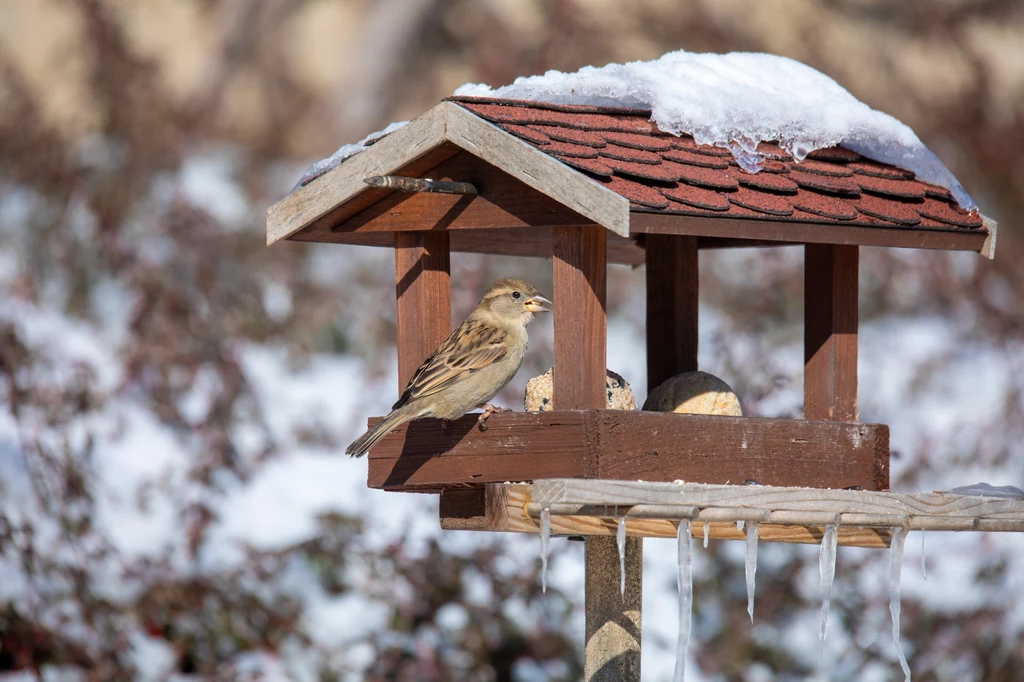 Ptaki należy dokarmiać tylko wtedy, gdy pokrywa śnieżna uniemożliwia im żerowanie