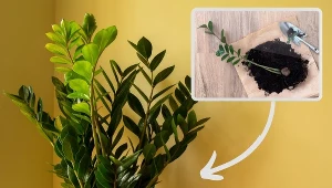 Korzenie zamiokulkasa gniją? Popularny kosmetyk może go uratować