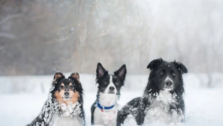 Po czym rozpoznać, że psu jest zimno?