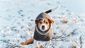 Kiedy temperatury stanowią zagrożenie dla czworonogów? Wtedy należy uważać