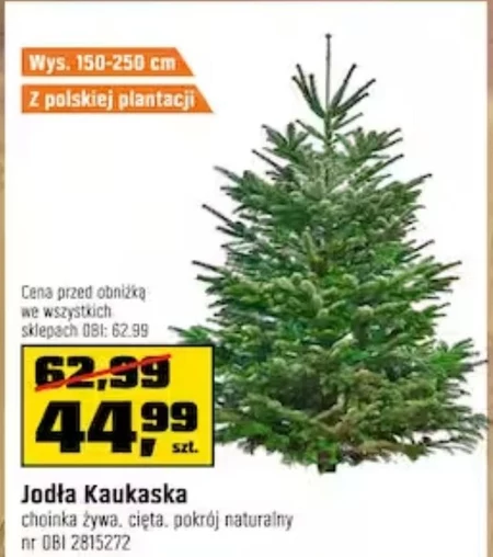 Jodła kaukaska