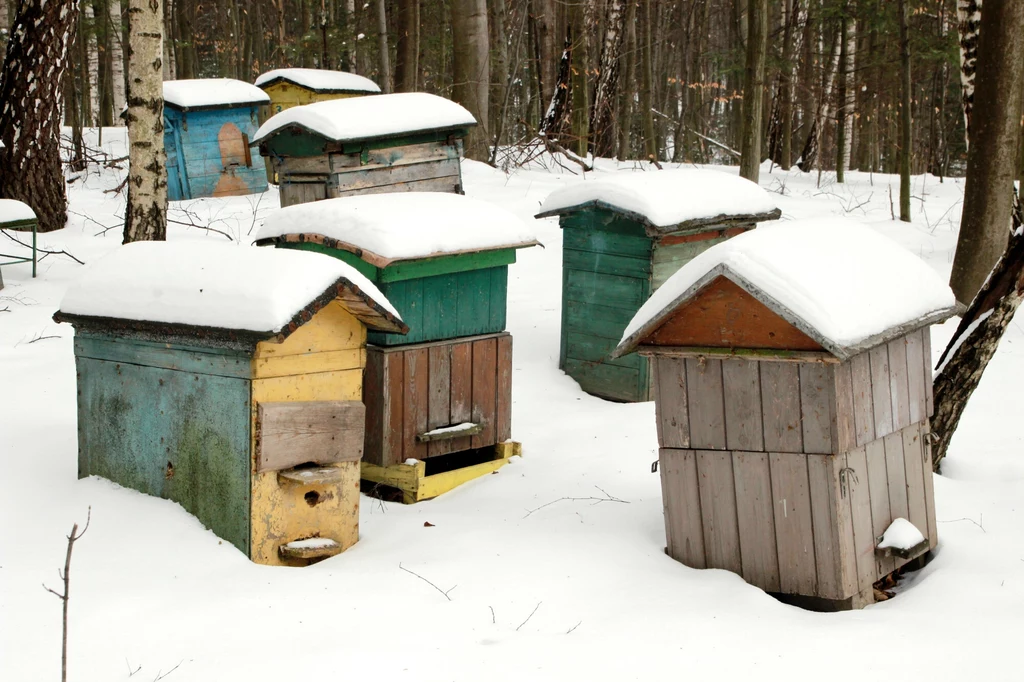 Kolonie pszczół miodnych (Apis mellifera) nie zapadają w stan hibernacji.