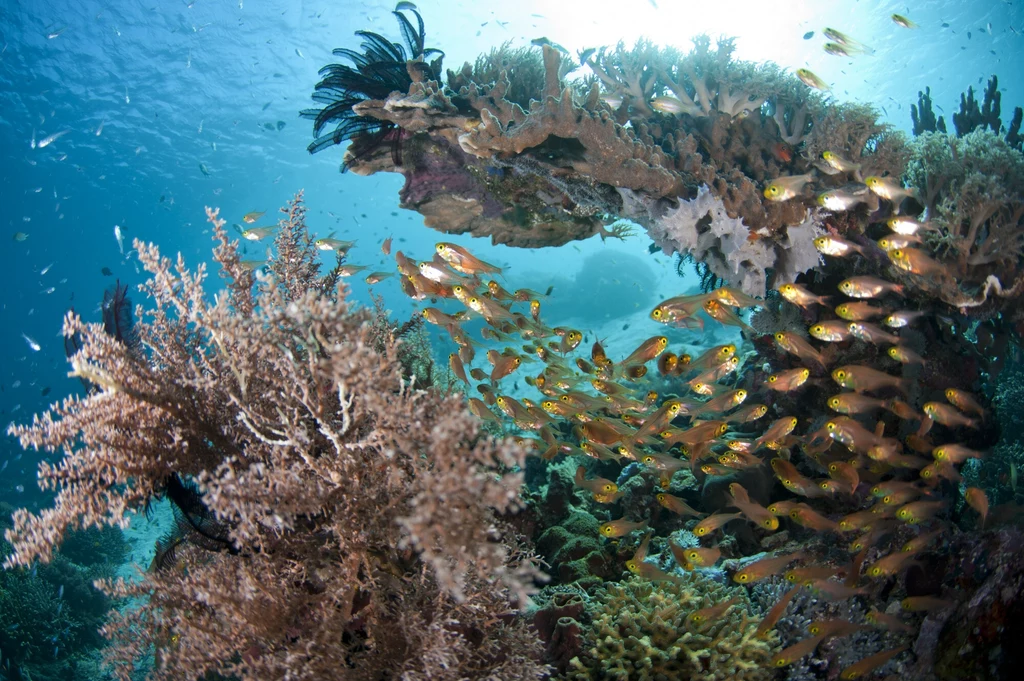 Rafa koralowa niedaleko wyspy Tatawa w Indonezji
