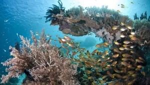 Rafa koralowa niedaleko wyspy Tatawa w Indonezji