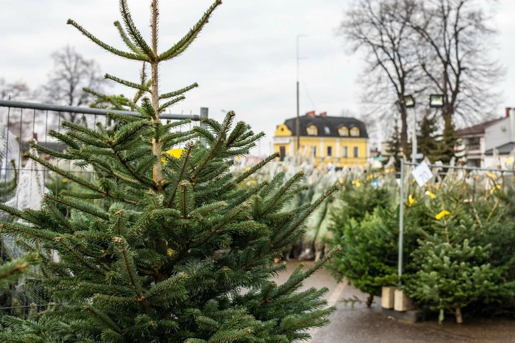 Sztuczne choinki nadal cieszą się zainteresowaniem, ale to jednak żywe drzewka królują w domach Polaków
