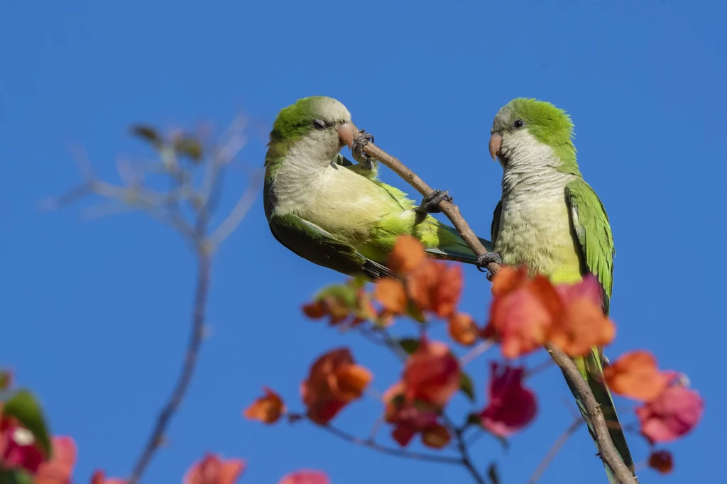 Mnichy, papugi z Ameryki Południowej (zdj. poglądowe)