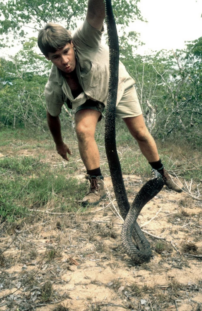 Steve Irwin z kobrą. Rok 2001