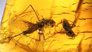Komar w bursztynie znaleziony w Peru
