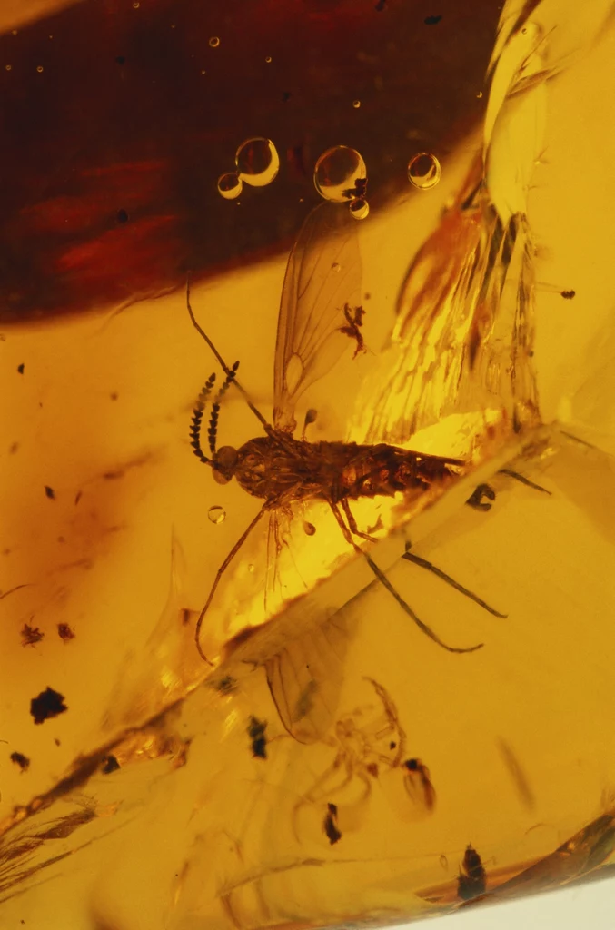 Komar w bursztynie znalezionym w Dominikanie