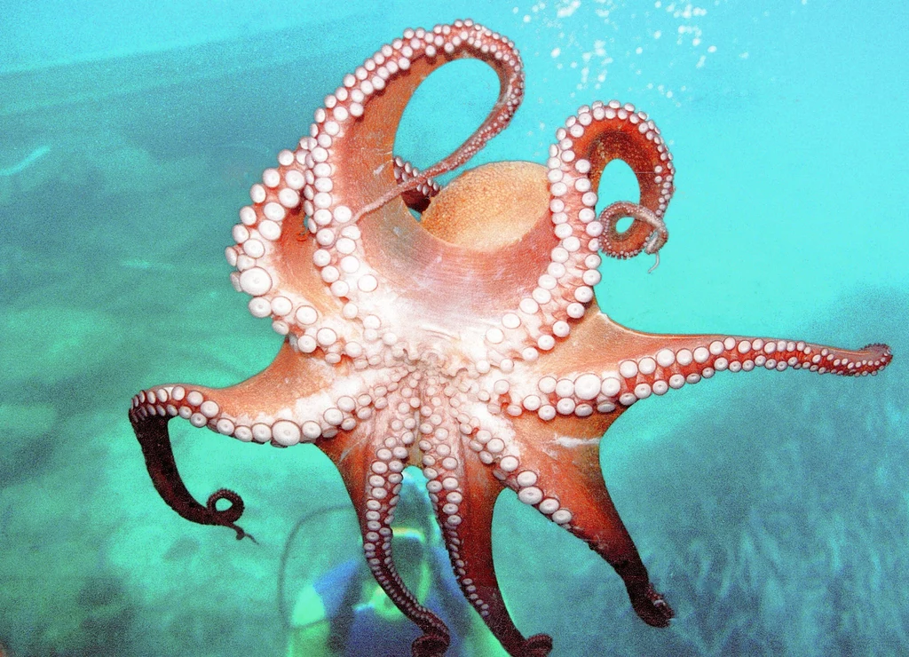 „My Octopus Teacher”, w wolnym tłumaczeniu „Czego nauczyła mnie ośmiornica” to film dokumentalny, stworzony na zlecenie Netflixa, mający premierę w 2020 r. 