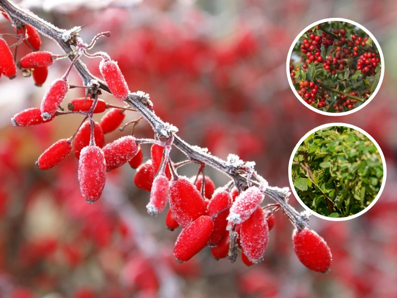 Berberys, ostrokrzew i bukszpan to krzewy, które mogą stanowić piękną ozdobę zimowego ogrodu. Warto więc uprawiać je w formie żywopłotu Berberys, ostrokrzew i bukszpan to krzewy, które mogą stanowić piękną ozdobę zimowego ogrodu. Warto więc uprawiać je w formie żywopłotu