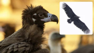 Największy mięsożerny ptak był nad samą Warszawą. Pierwszy taki przypadek w historii